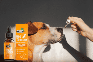 Can dogs die from consuming this hemp oil?