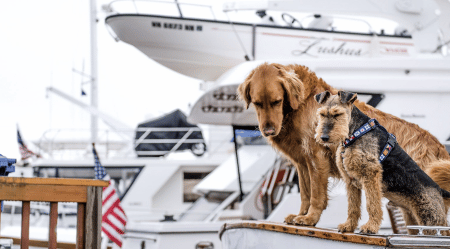 How to Go on A Boat Trip When You Have a Pet