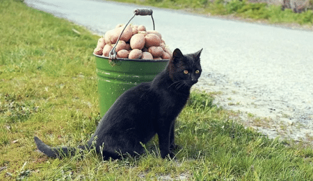 Understanding the Nutritional Content of Potatoes for Cats