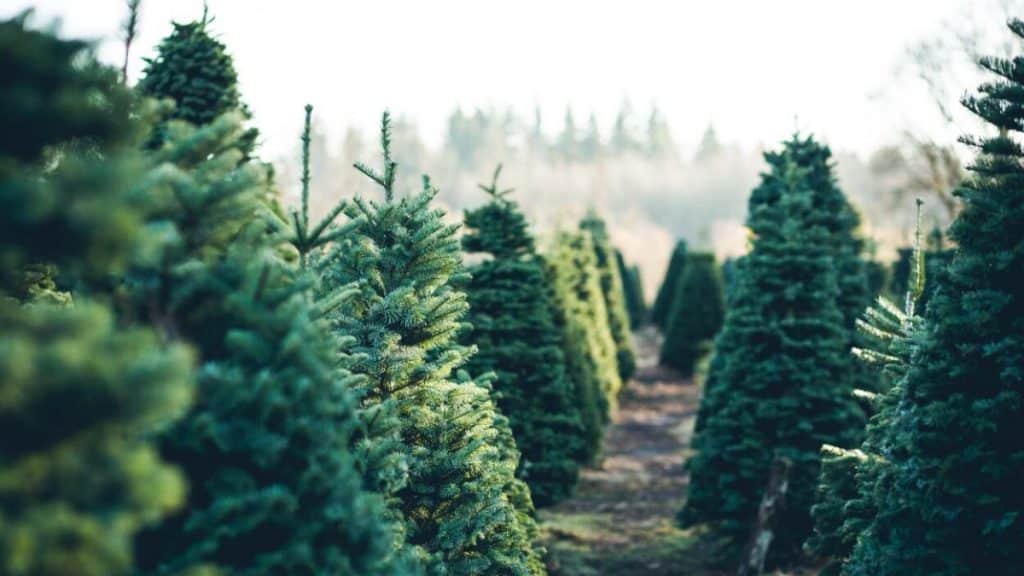 Which Christmas Tree Smells the Best? Top Varieties for Fragrance