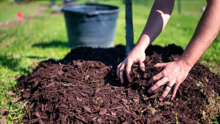 The Benefits of Mulching and How to Do It Right